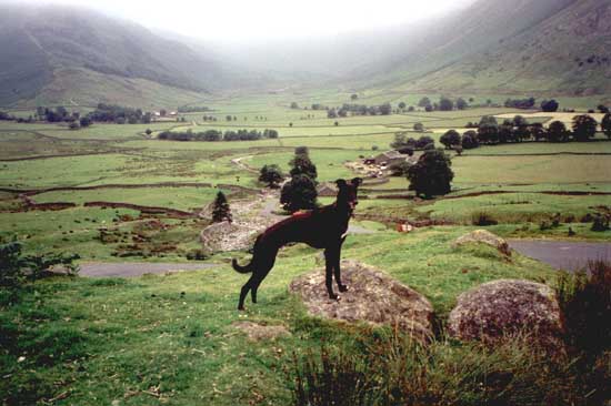 Barney in  Langdale Valley
