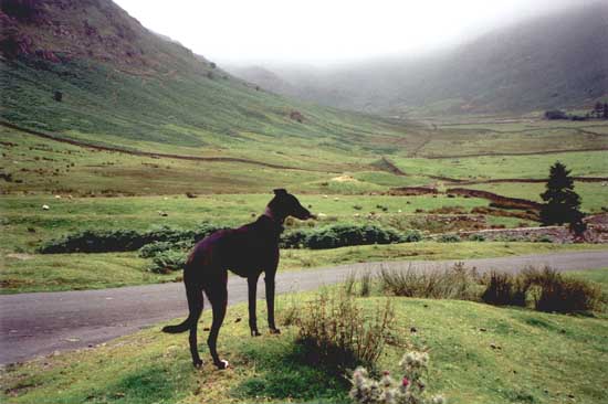 Barney in Langdale valley