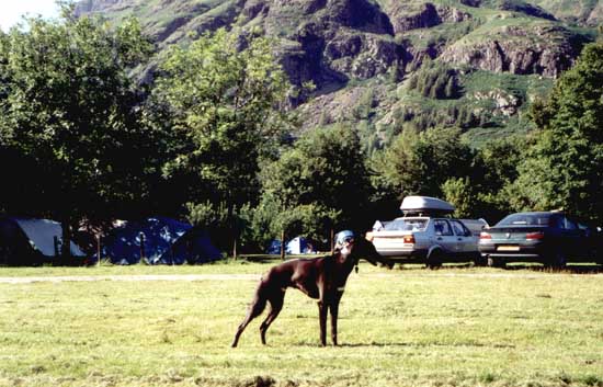Barney  at Langdale