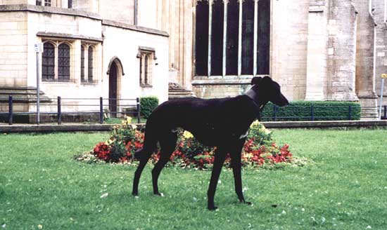 Barney at Boston Stump (St Botolphs)