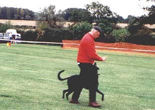 Barney in the SCAMPS showring