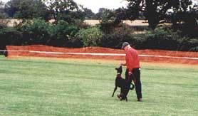 Barney in the SCAMPS showring