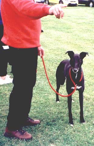Barney in the SCAMPS showring