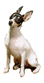 Don't forget to write...woof!