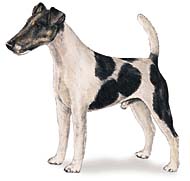 Fox Terrier (Smooth)
