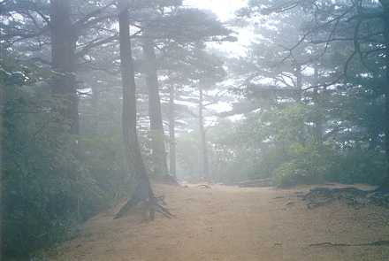 CloudyForest