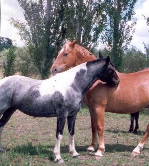 Cosmic and Moose