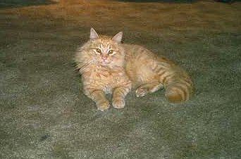 [Timid, aka Tim]