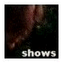 shows