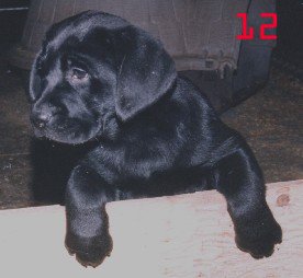 Labrador