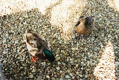 Some ducks I found at Geauga Lake