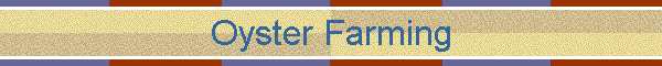 Oyster Farming