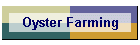 Oyster Farming