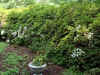 Landscaping.JPG (136017 bytes)