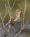 Yellow-rumpedWarbler1.jpg (71312 bytes)