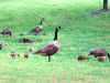 geesenchicklets.JPG (164732 bytes)