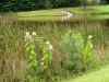 highlandpond1.JPG (144018 bytes)
