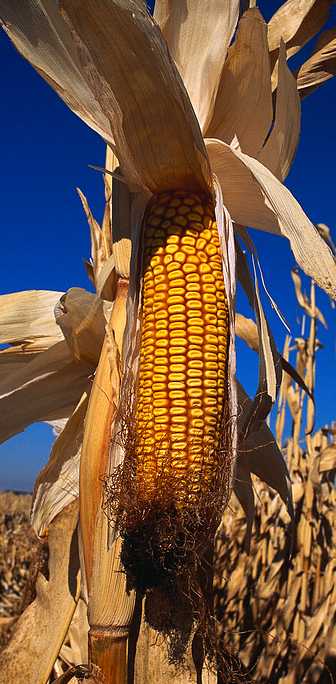 Agricultural Image