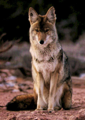 Picture of a Coyote