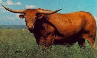 Texas Longhorn "King"