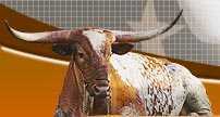 Texas Longhorn