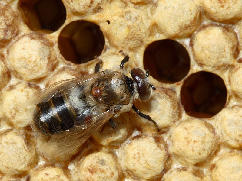 varroa mite on drone