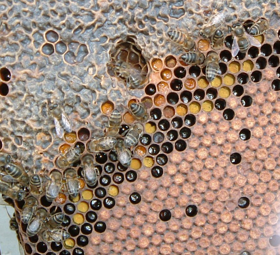 Honey comb containing sealed honey, pollen and sealed pollen, and sealed brood.