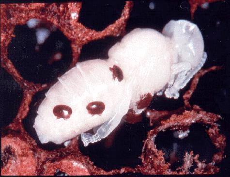 varroa mites on bee pupa
