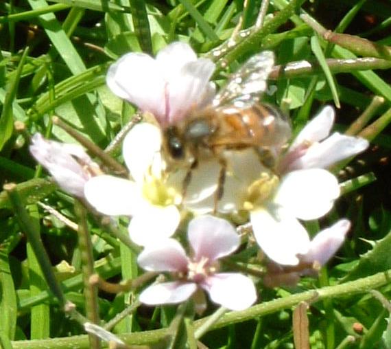 Bee working on white rocket (gargira bajda) flower