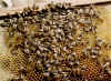 pht-bee+frame.jpg (256843 bytes)