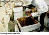 pht-marica+apiary.jpg (79075 bytes)
