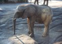 060105elephant2_t.jpg (4077 bytes)