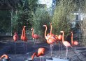 060105flamingos_t.jpg (5297 bytes)