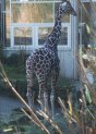 060105giraffe_t.jpg (4924 bytes)