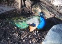 060105peacock_t.jpg (5659 bytes)