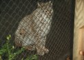 060105wildcat_t.jpg (4118 bytes)