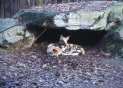 060105wilddogs_t.jpg (5356 bytes)