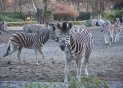 060105zebra_t.jpg (4870 bytes)