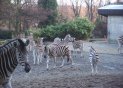 060105zebras_t.jpg (4625 bytes)