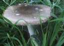fungus_side_t.jpg (4823 bytes)