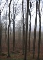 ith_forest2_t.jpg (4518 bytes)