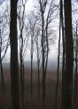 ith_forest_t.jpg (4428 bytes)