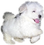 Simply Maltese