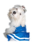 Maltese cheer