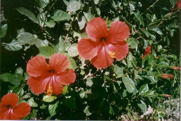 fiori