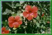 fiori