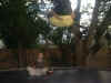 Chris flyin high.JPG (149402 bytes)