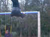 sarahshawnswing.jpg (73369 bytes)