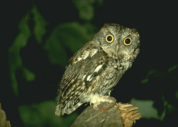Owl