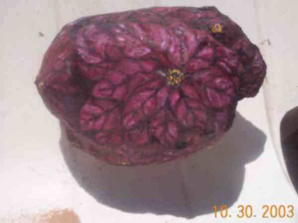 Poinsetta Christmas flower rock
